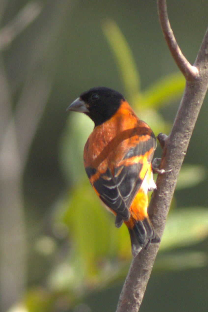 Red Siskin (image by Eustace Barnes)