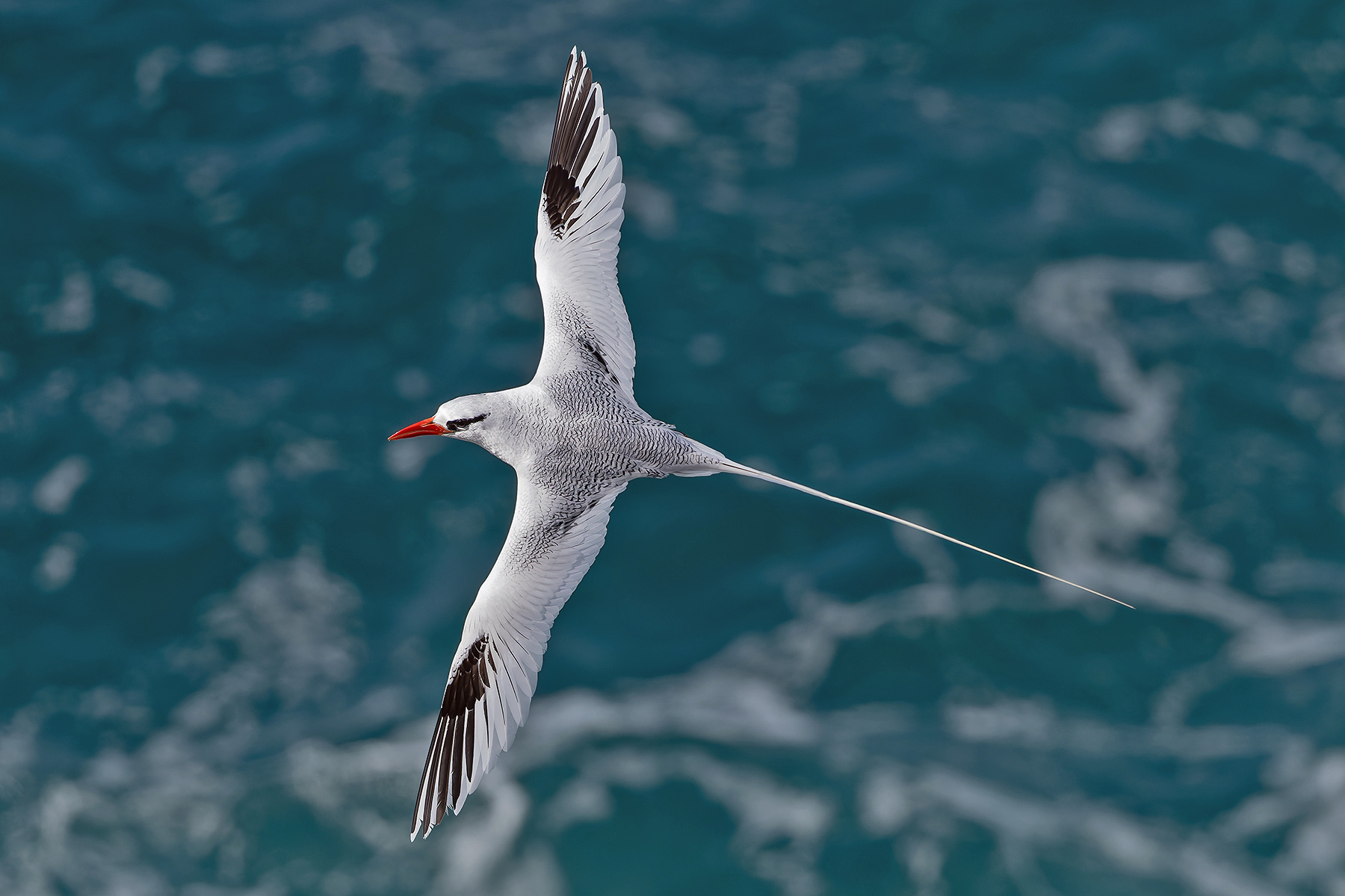 Red-tailed Tropicbird (image by Pete Morris)
