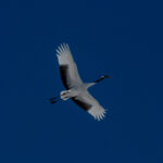 Red-crowned Crane (image by Dave Farrow)