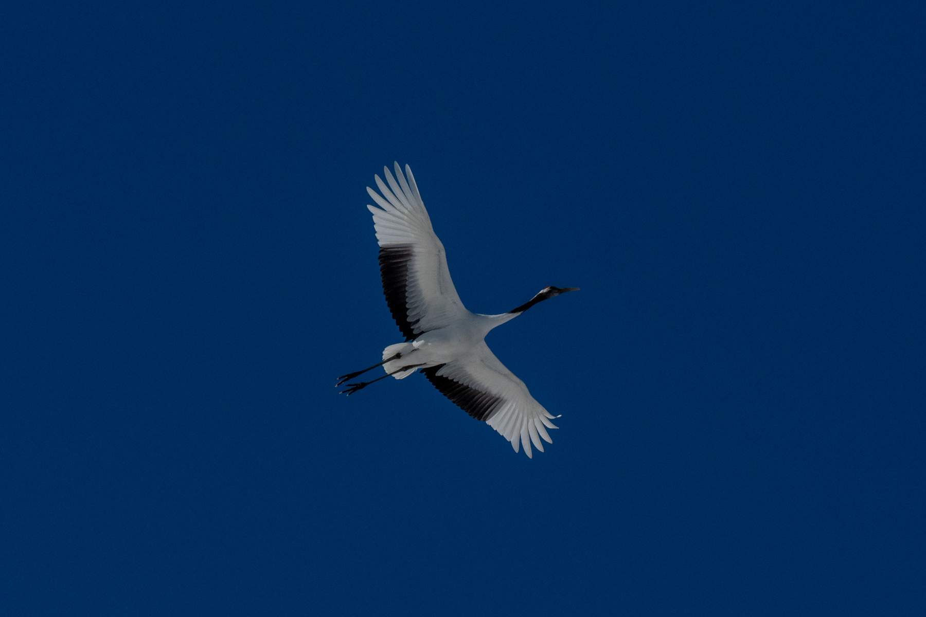 Red-crowned Crane (image by Dave Farrow)