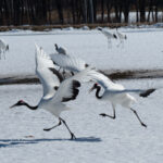 Red-crowned Cranes (image by Dave Farrow)