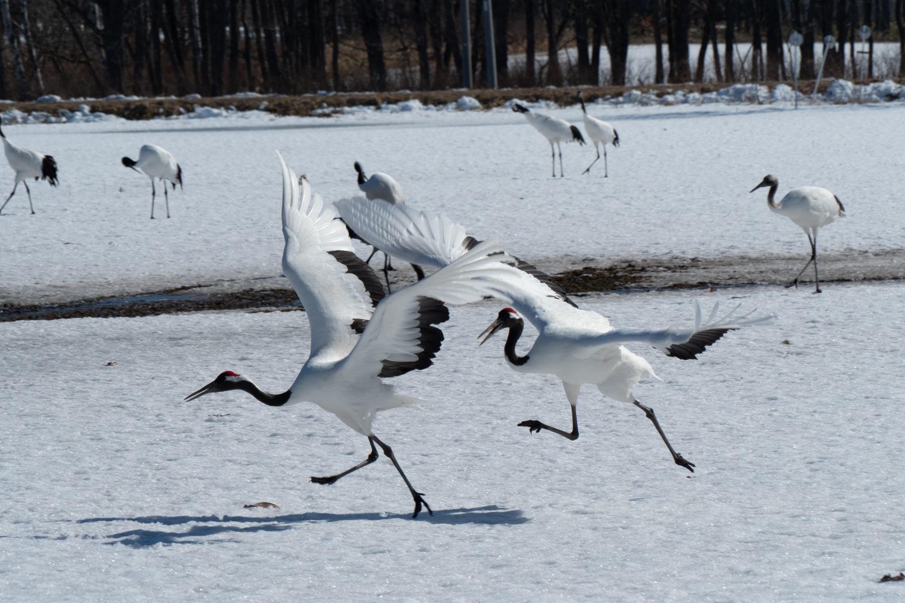 Red-crowned Cranes (image by Dave Farrow)