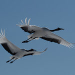 Red-crowned Cranes (image by Dave Farrow)