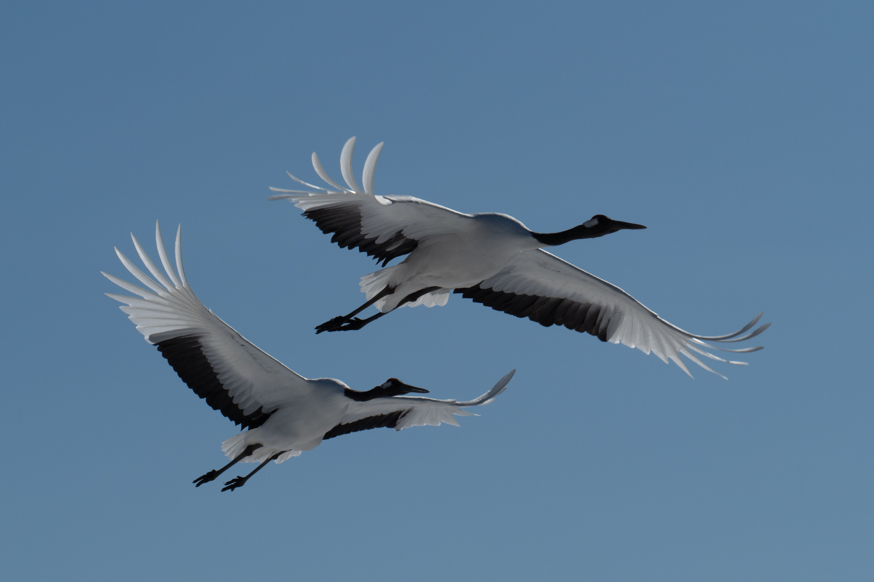 Red-crowned Cranes (image by Dave Farrow)