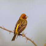 Red-headed Bunting (image by Hannu Jännes)