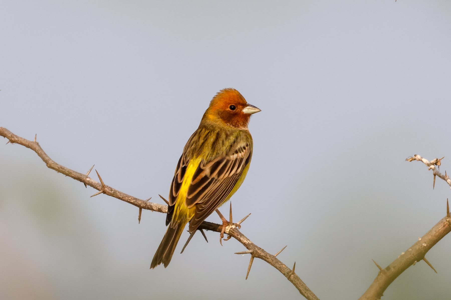 Red-headed Bunting (image by Hannu Jännes)