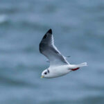 Red-legged Kittiwake (image by Andrew Merrick)