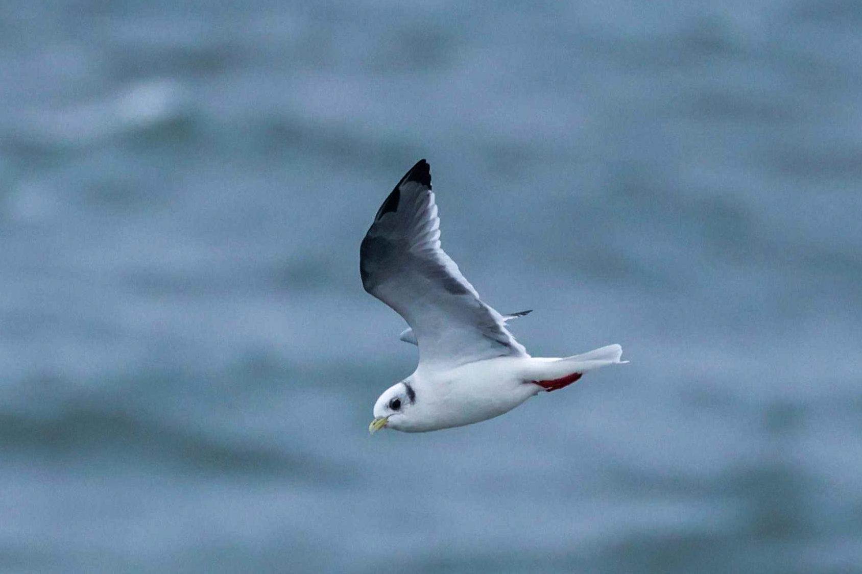 Red-legged Kittiwake (image by Andrew Merrick)