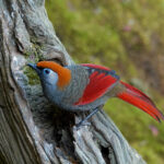 Red-tailed Laughingthrush (image by Craig Robson)