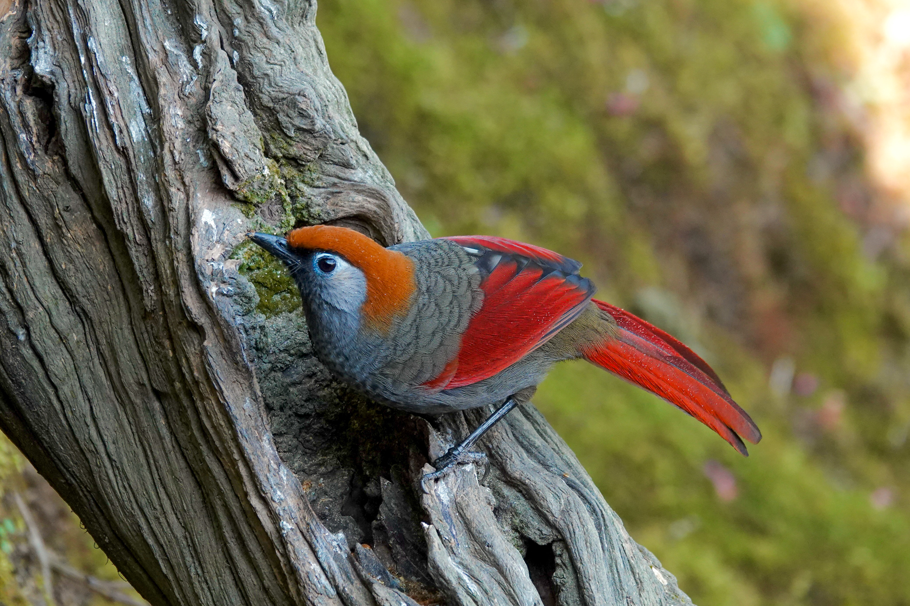 Red-tailed Laughingthrush (image by Craig Robson)