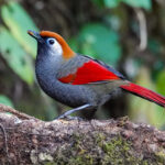 Red-tailed Laughingthrush (image by Craig Robson)