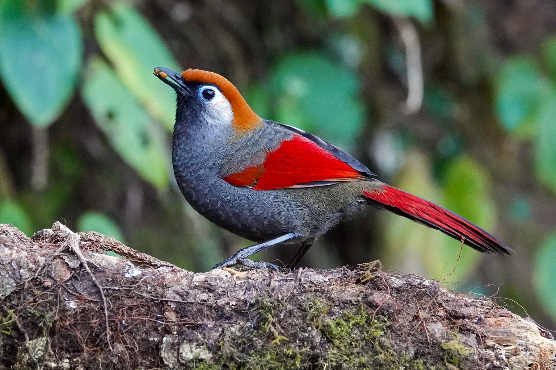 Red-tailed Laughingthrush (image by Craig Robson)