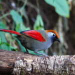 Red-tailed Laughingthrush (image by Craig Robson)