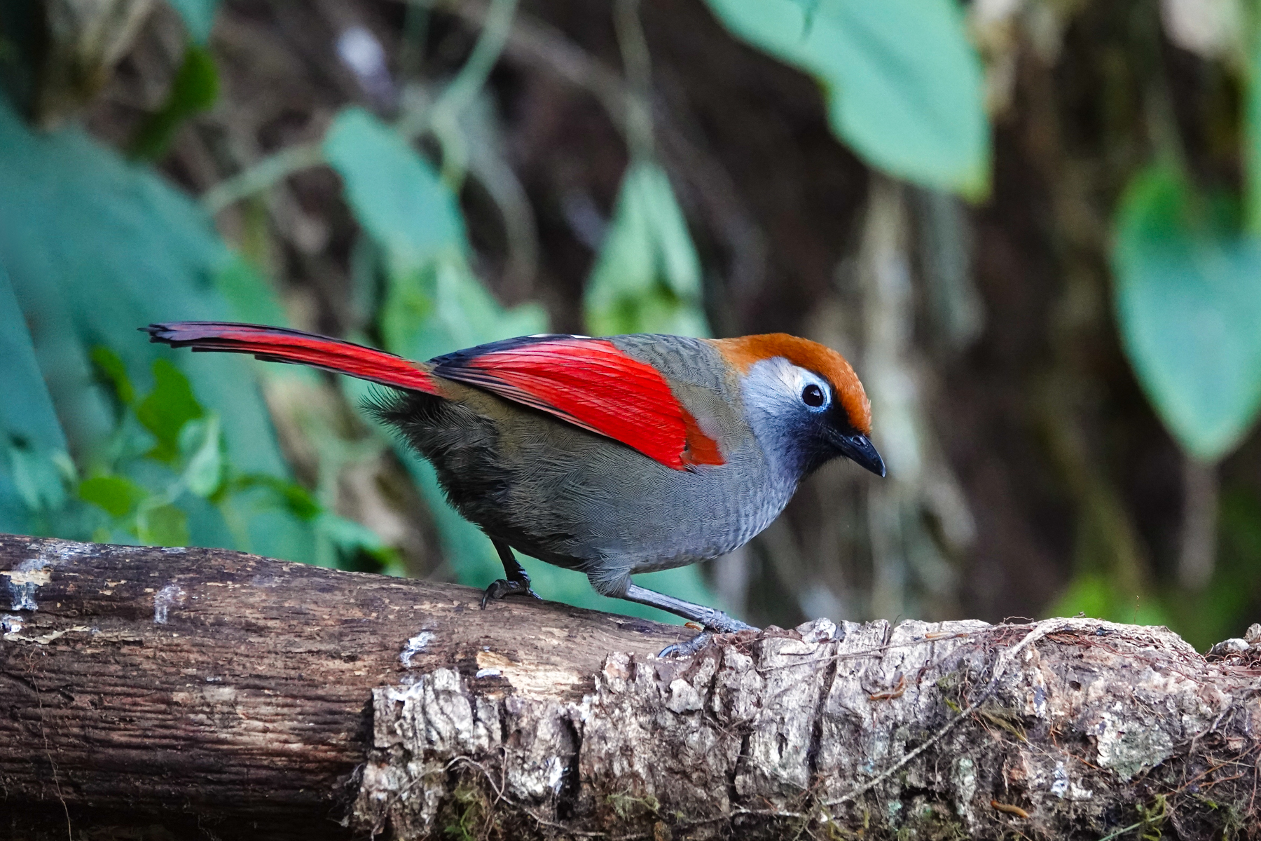 Red-tailed Laughingthrush (image by Craig Robson)