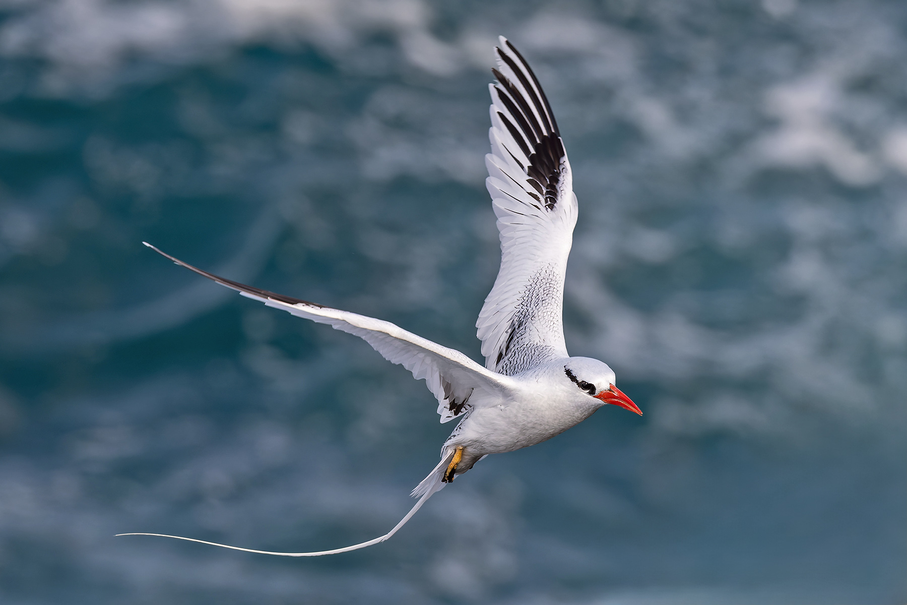 Red-tailed Tropicbird (image by Pete Morris)