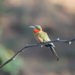 Red-throated Bee-eater (image by Diedert Koppenol)
