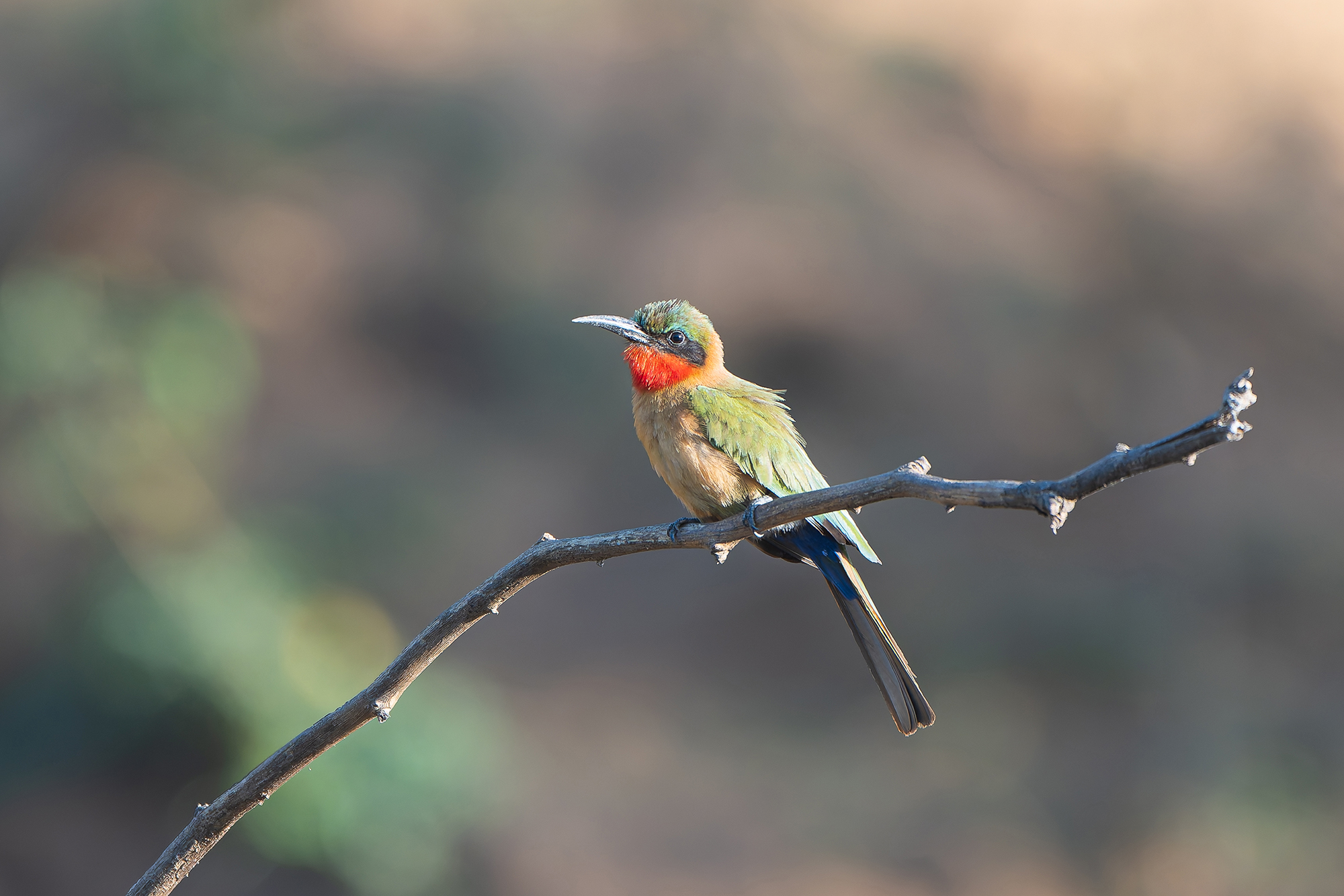 Red-throated Bee-eater (image by Diedert Koppenol)