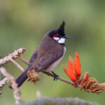 Red-whiskered Bulbul (image by Hannu Jännes)