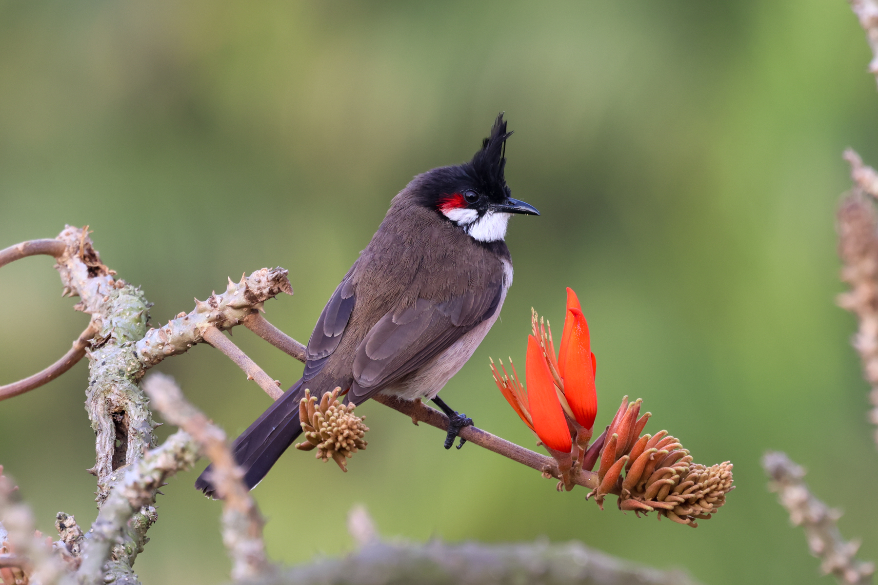 Red-whiskered Bulbul (image by Hannu Jännes)