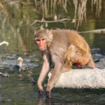 Rhesus Macaque (image by Hannu Jännes)