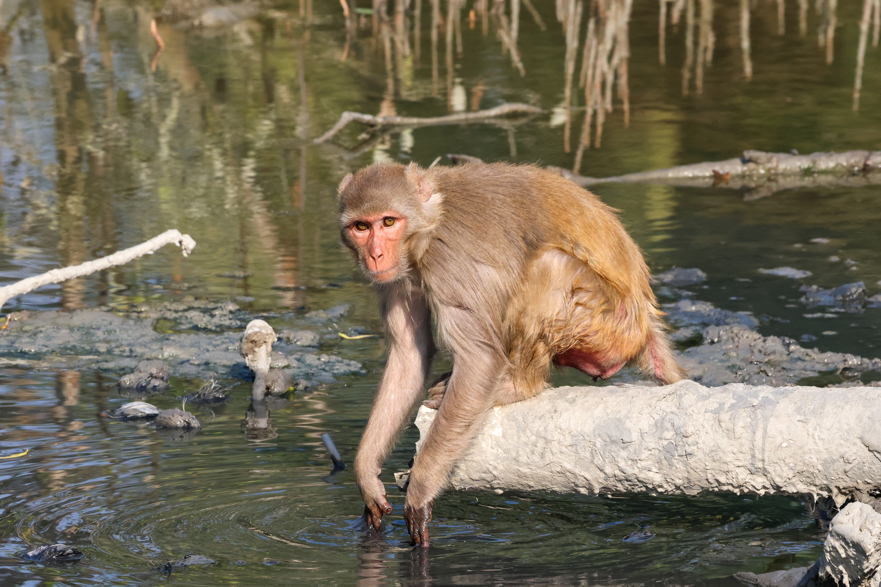 Rhesus Macaque (image by Hannu Jännes)