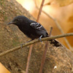 Rio Branco Antbird (image by Eustace Barnes)