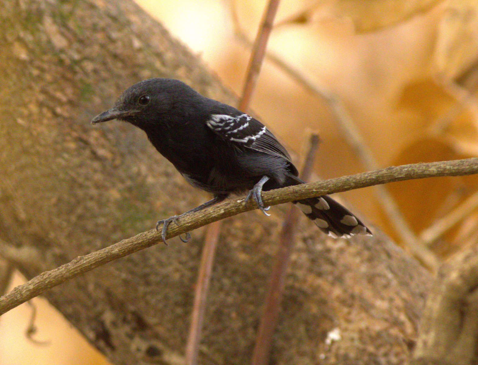 Rio Branco Antbird (image by Eustace Barnes)