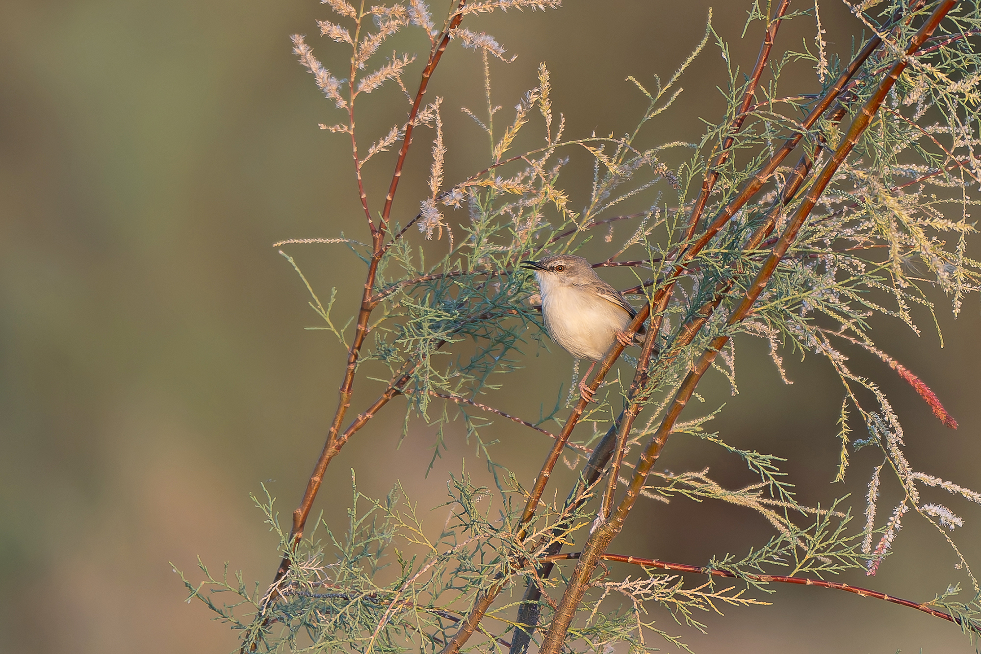 River Prinia (image by Diedert Koppenol)