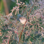 River Prinia (image by Diedert Koppenol)