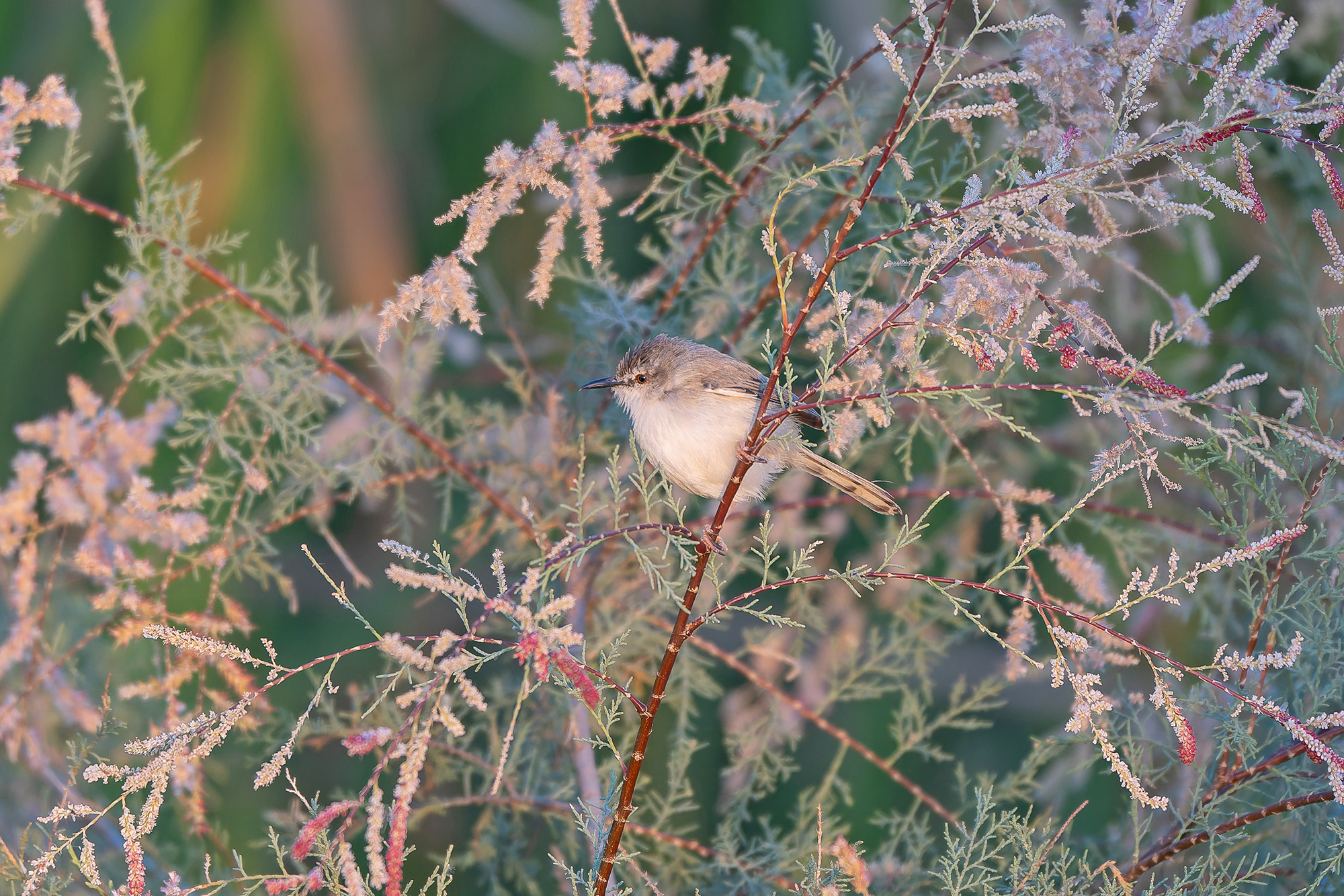River Prinia (image by Diedert Koppenol)