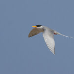 River Tern (image by Vincent van der Spek)