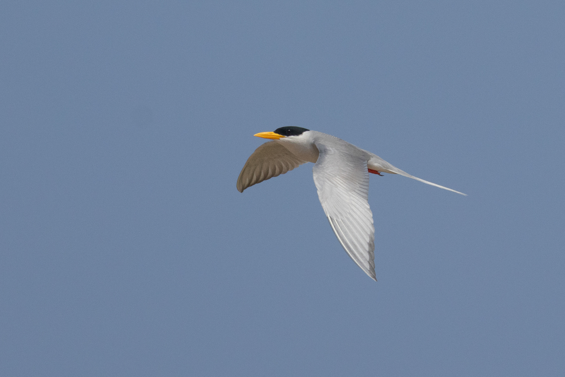 River Tern (image by Vincent van der Spek)