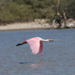 Roseate Spoonbill (image by Trevor Ellery)