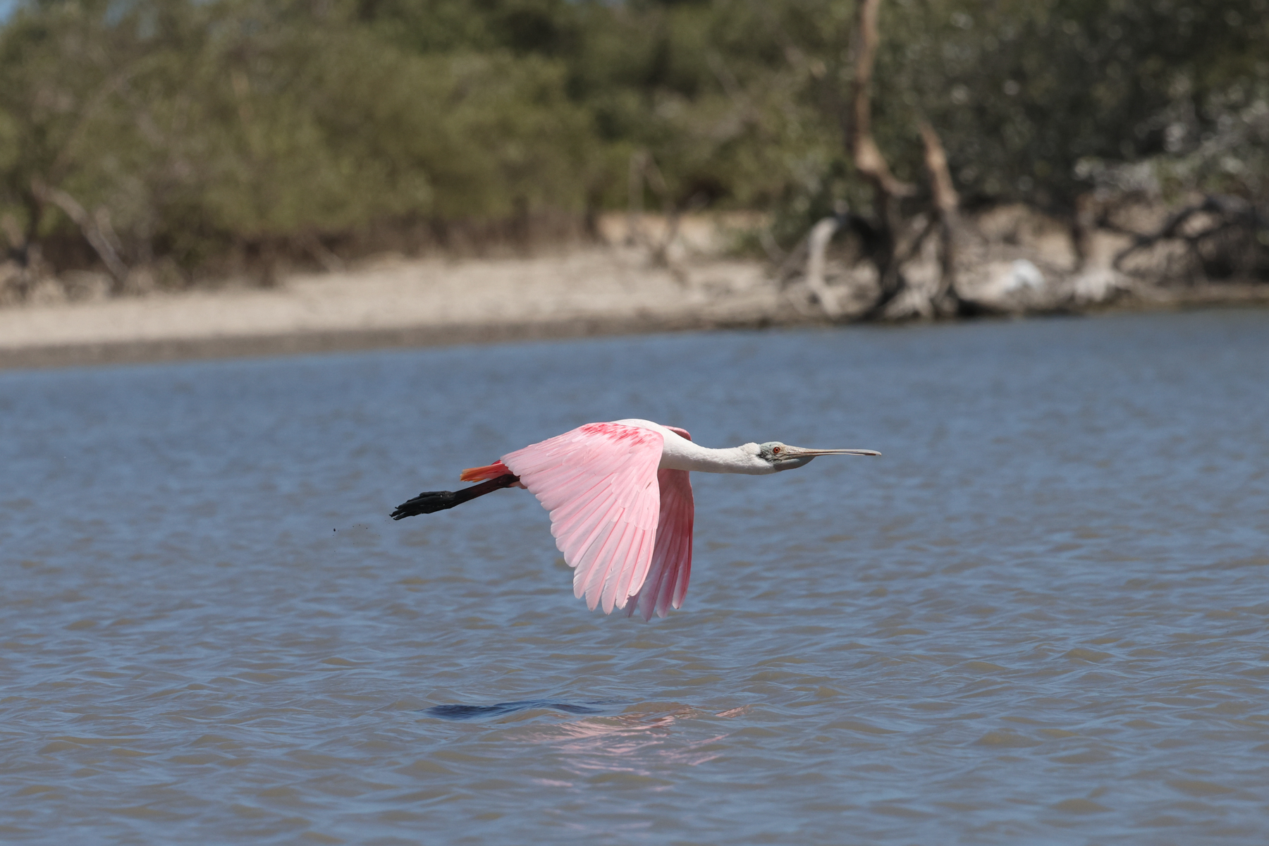 Roseate Spoonbill (image by Trevor Ellery)