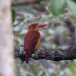 Ruddy Kingfisher (image by Hannu Jännes)