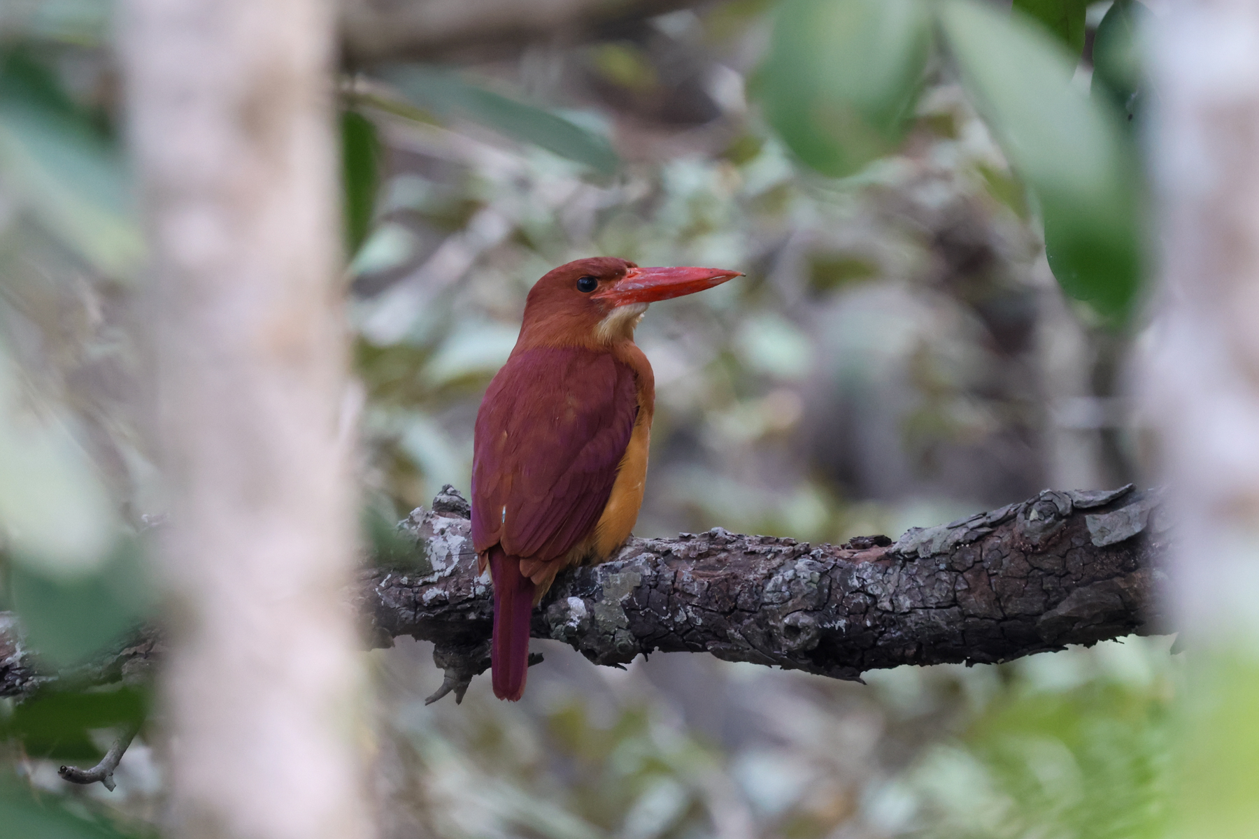 Ruddy Kingfisher (image by Hannu Jännes)