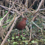 Ruddy-breasted Crake (image by Hannu Jännes)