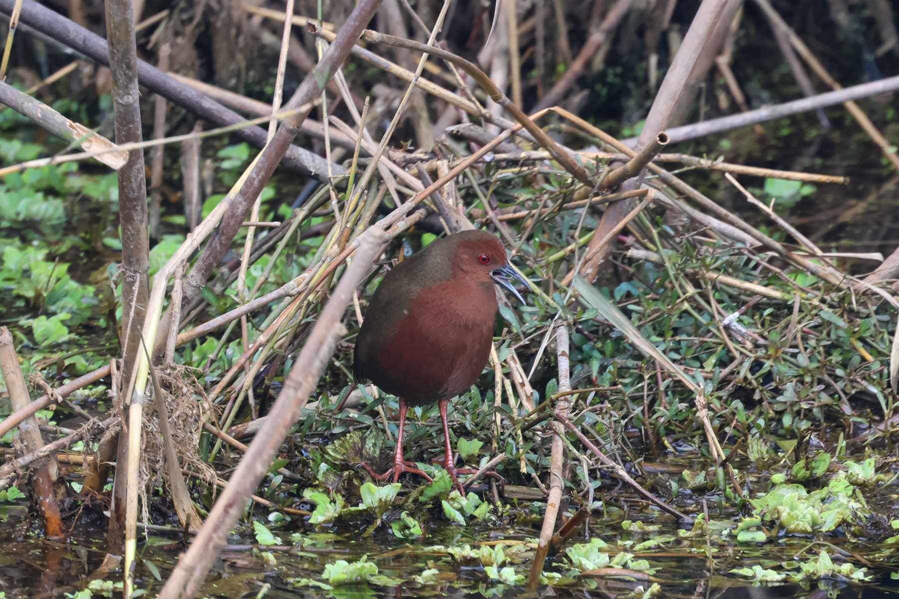 Ruddy-breasted Crake (image by Hannu Jännes)