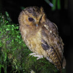 Rufescent Screech Owl (image by Trevor Ellery)