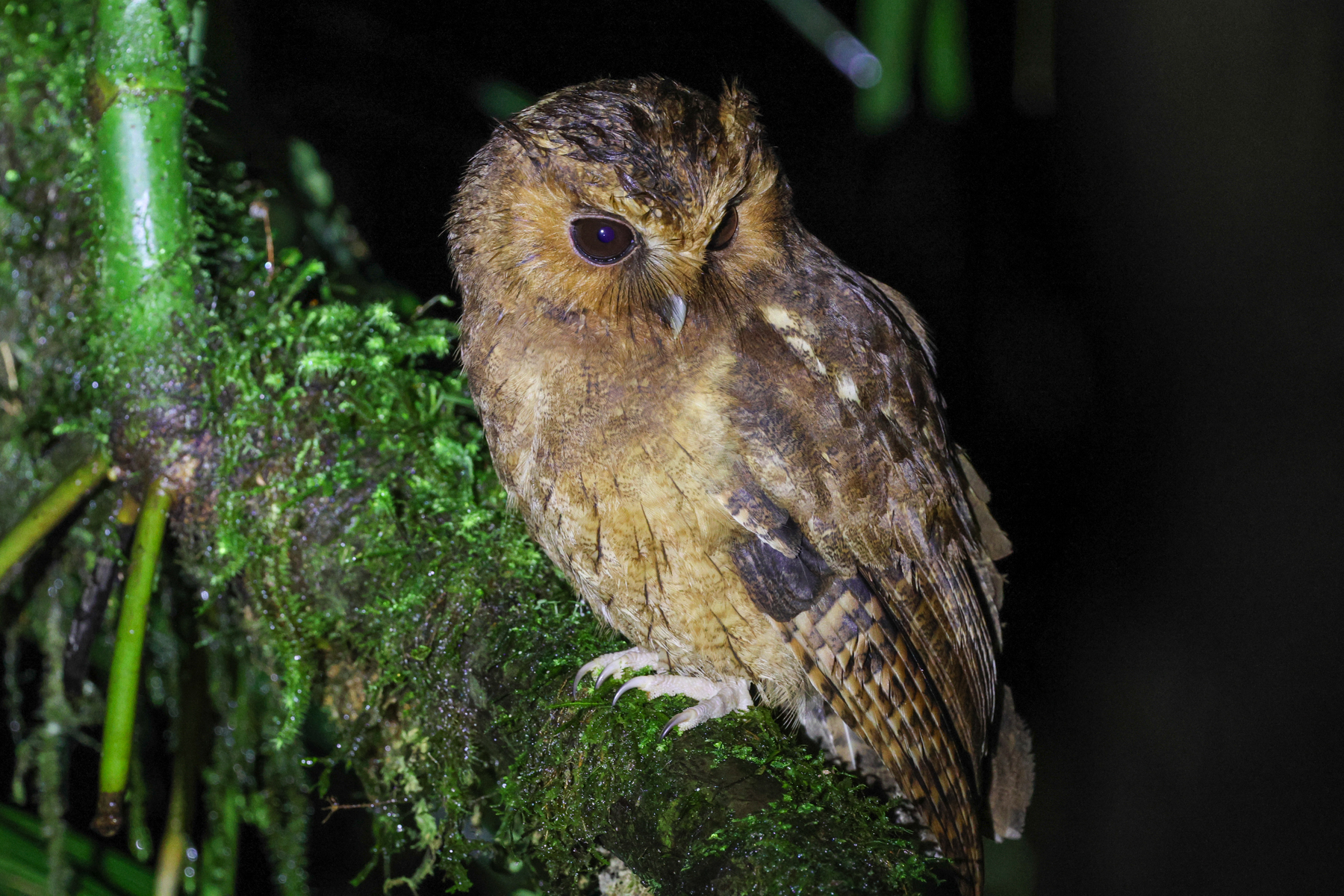 Rufescent Screech Owl (image by Trevor Ellery)
