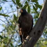 Rufous Crab Hawk (image by Eustace Barnes)