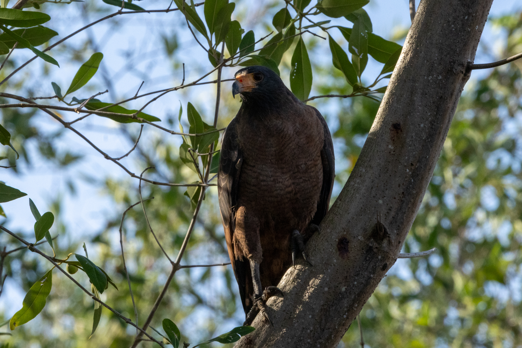 Rufous Crab Hawk (image by Eustace Barnes)