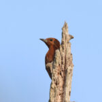 Rufous Woodpecker (image by Hannu Jännes)