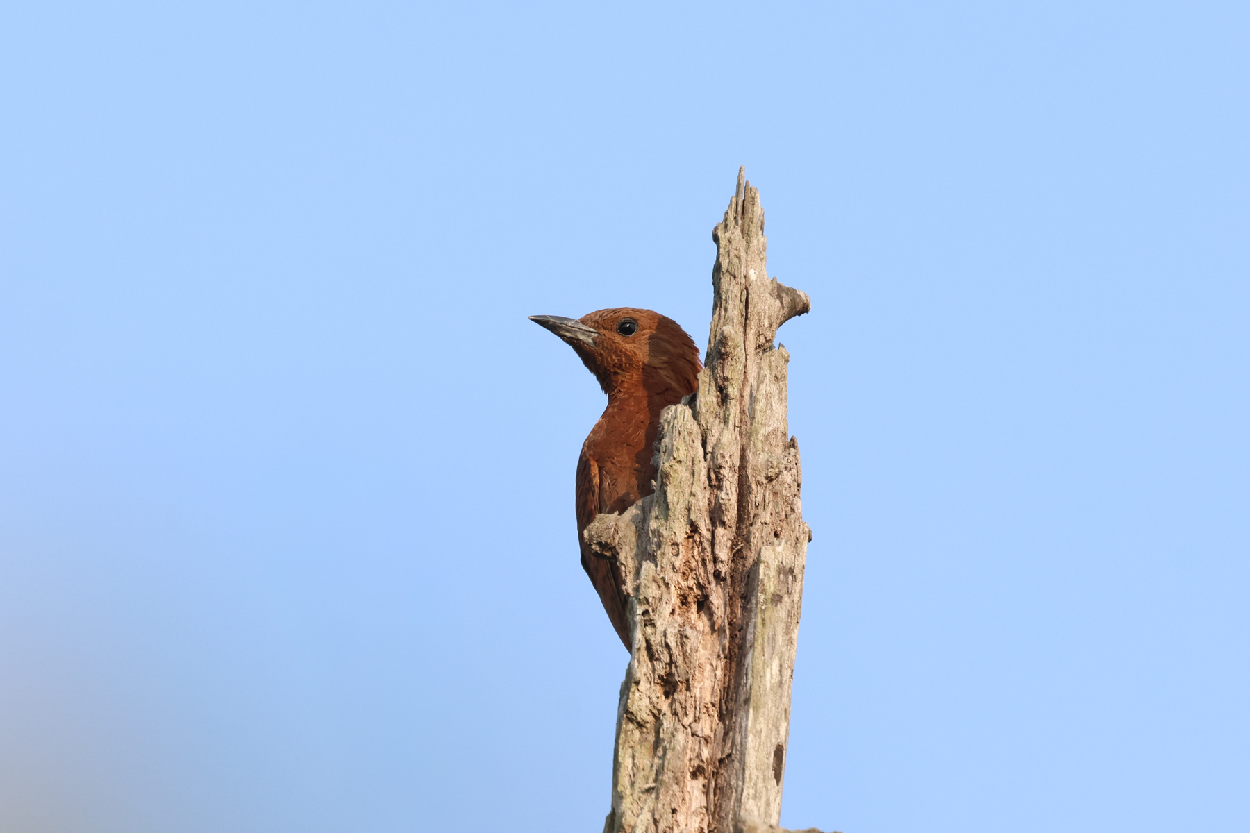 Rufous Woodpecker (image by Hannu Jännes)