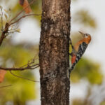 Rufous-bellied Woodpecker (image by Vincent van der Spek)