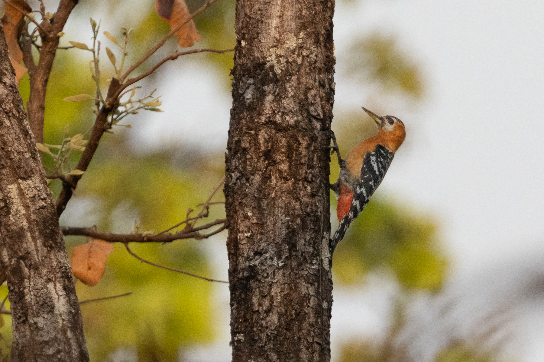 Rufous-bellied Woodpecker (image by Vincent van der Spek)