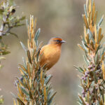 Rufous-browed Conebill (image by Trevor Ellery)