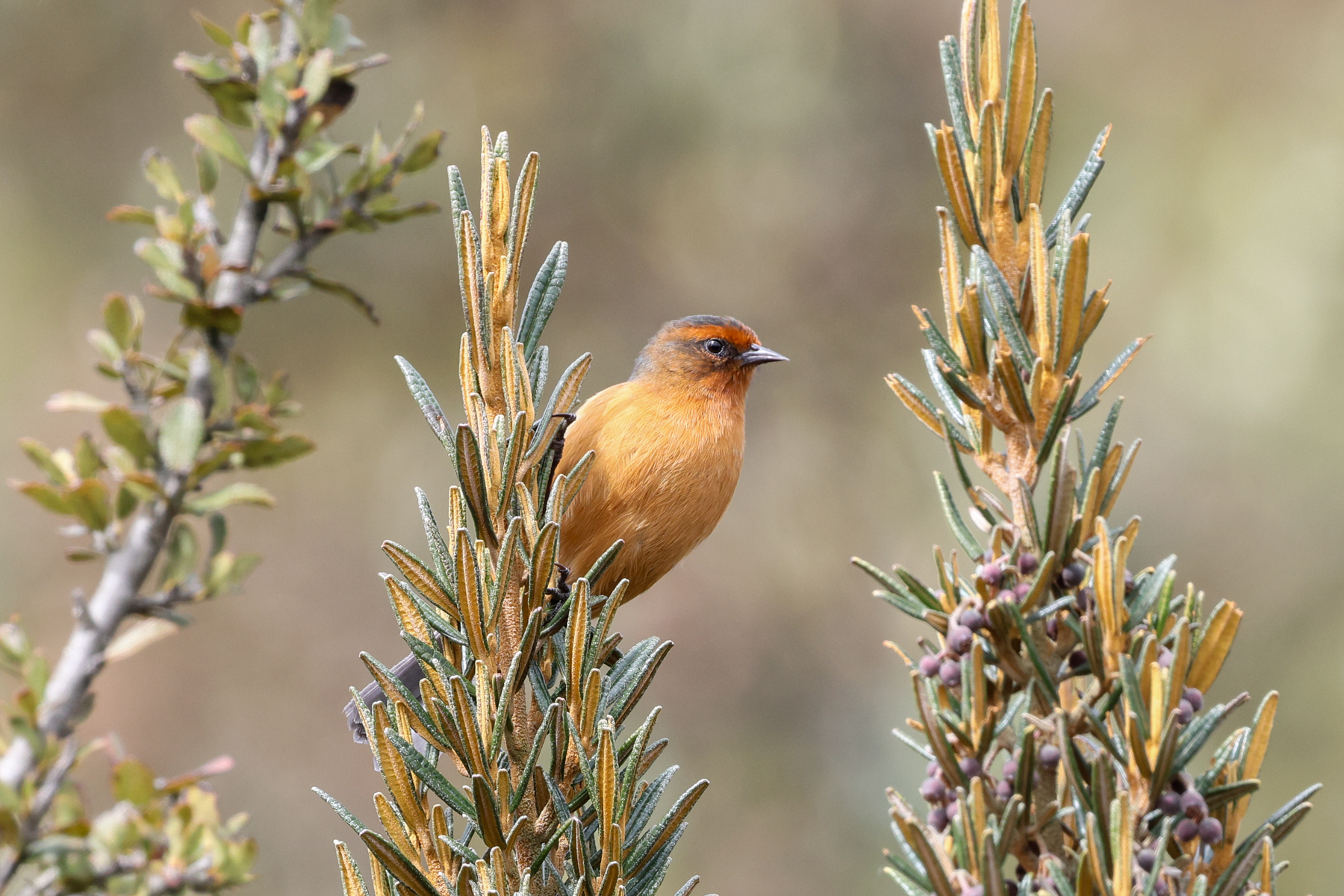 Rufous-browed Conebill (image by Trevor Ellery)