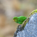 Rufous-fronted Parakeet (image by Trevor Ellery)