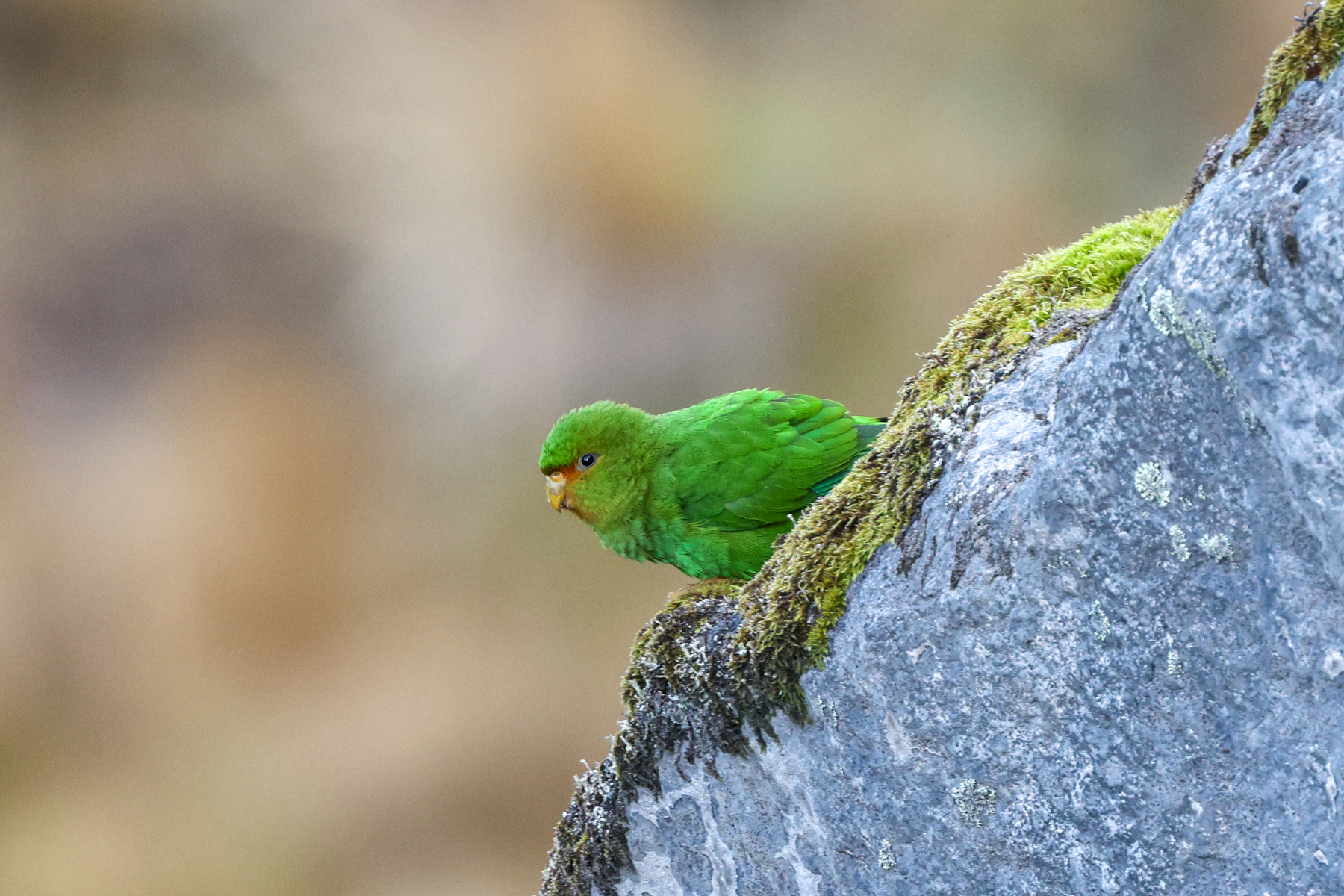 Rufous-fronted Parakeet (image by Trevor Ellery)